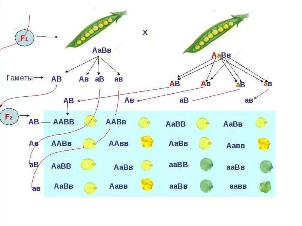 Какие гаметы образует генотип aabb. ААВВ Х ААВВ скрещивание схема. Генетика ААВВ И ААВВ. AABB AABB. AABB AABB скрещивание.