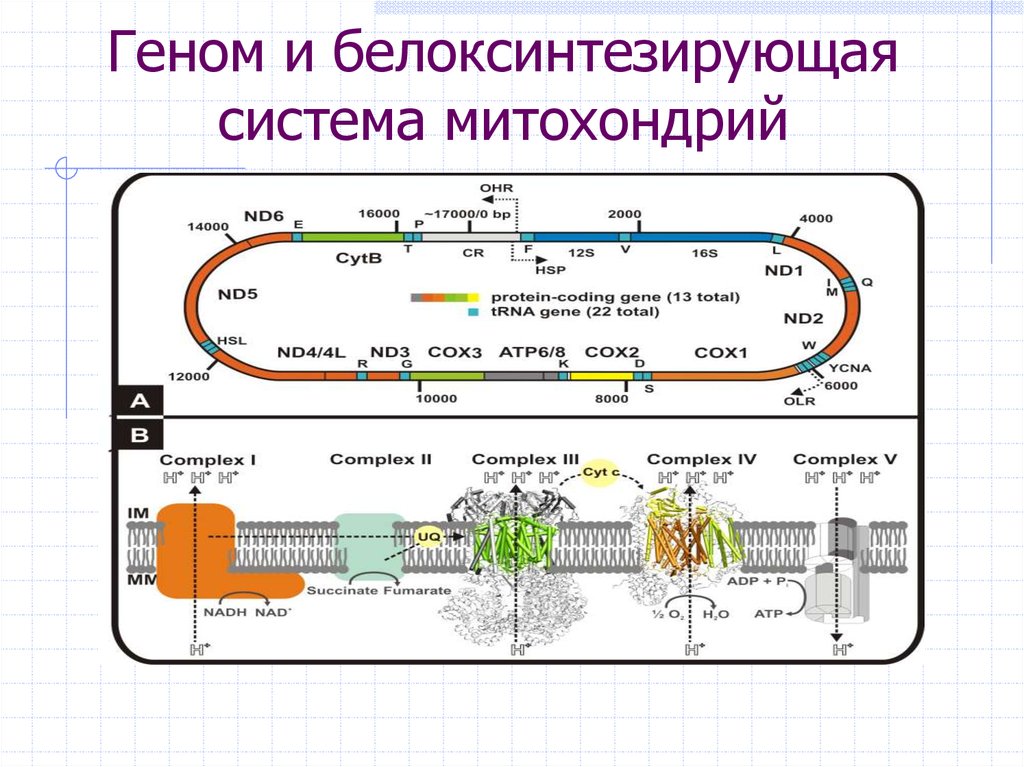 Хемиосмотическая теория митчелла схема