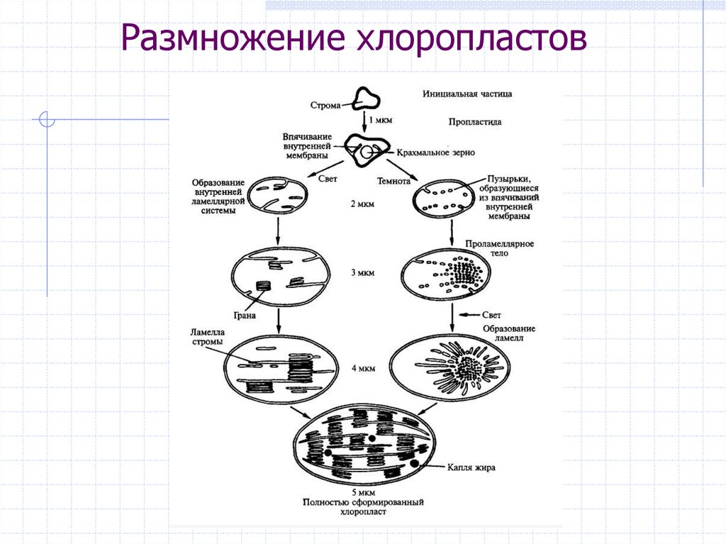 Митохондрии и пластиды. Развитие пластид схема. Размножение пластид. Схема превращения пластид. Схема преобразования пластид.