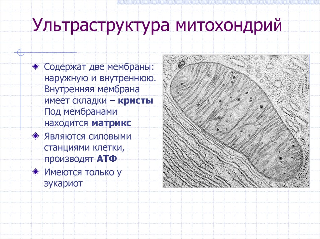 Виды крист митохондрий