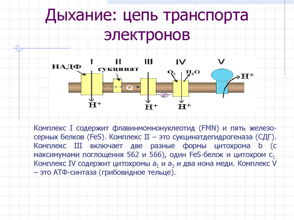 Электрон транспорт