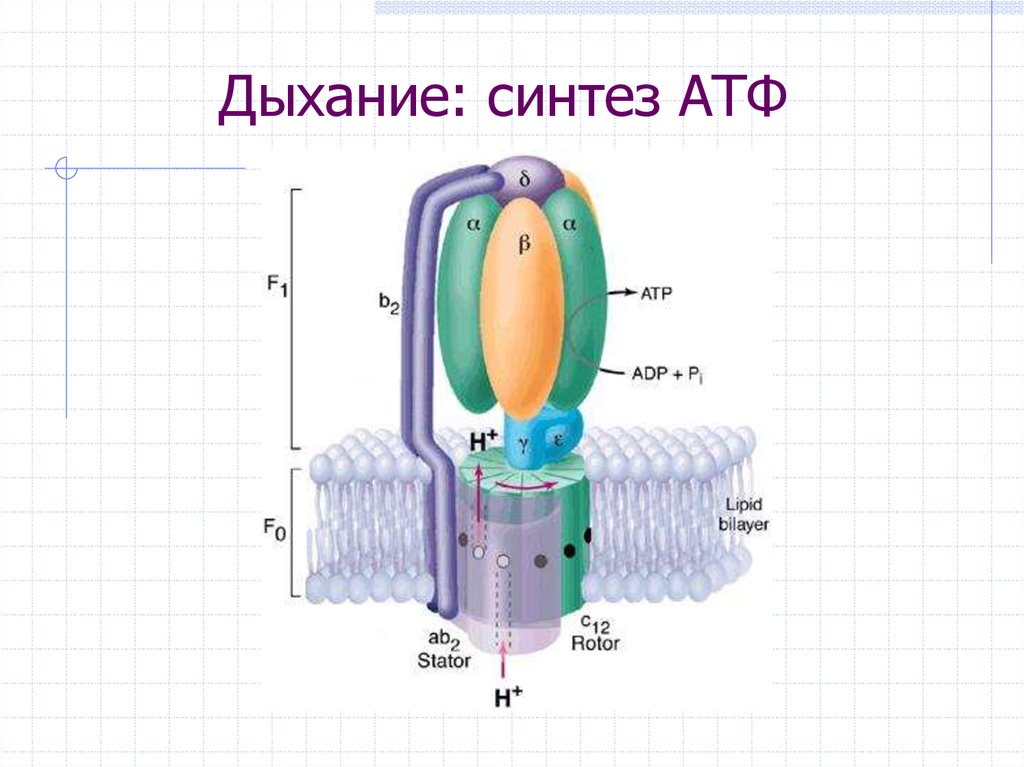 Синтез энергии происходит в. Процесс синтеза АТФ. 1 Этап синтеза АТФ. Синтез АТФ схема. Синтез ФРДФ.