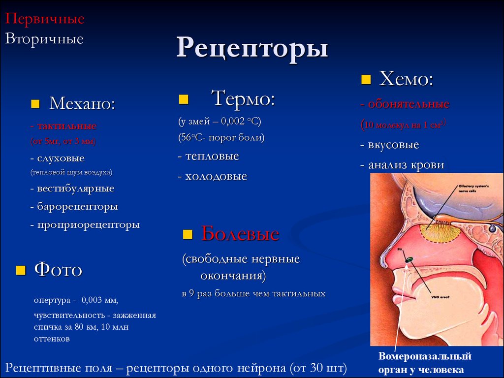 Рецепторы человека. Основные рецепторы человека. Виды рецепторов в организме человека. Рецепторы и их функции.