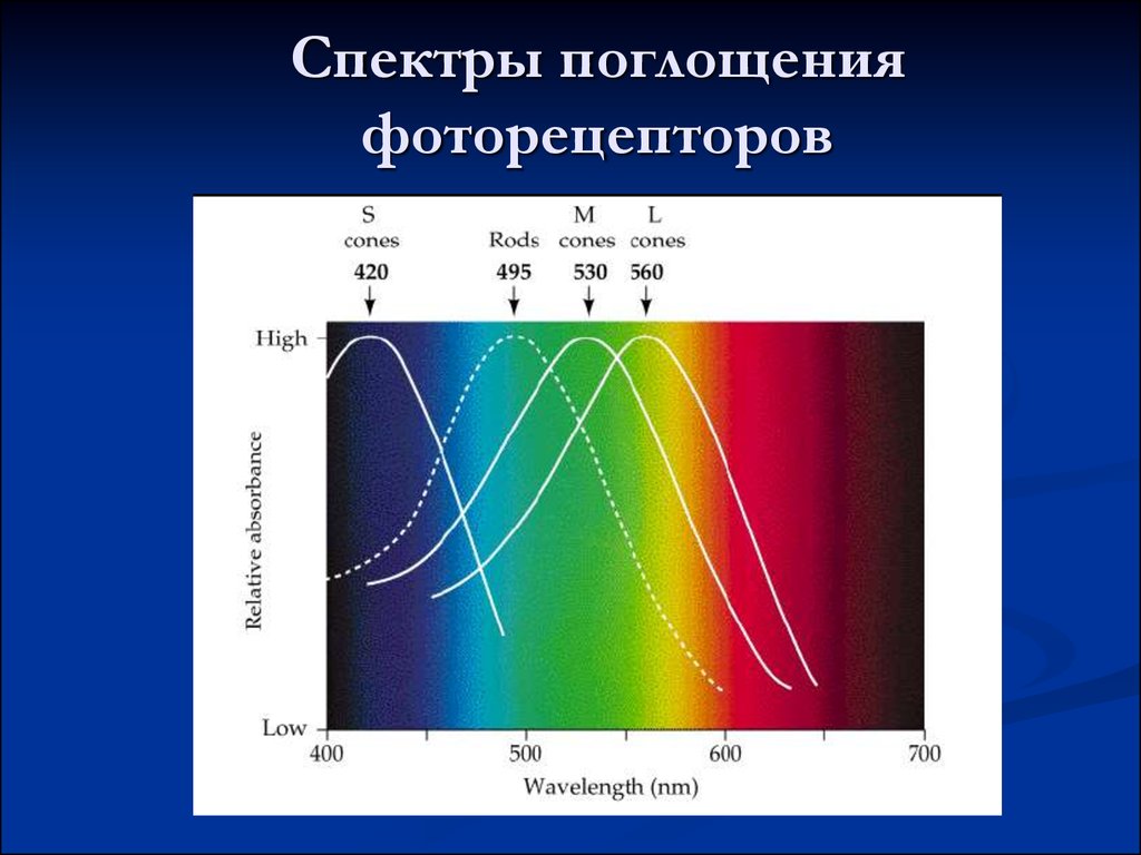 Непрерывный спектр поглощения. Спектр поглощения пигментов. Спектры излучения и поглощения. Спектральная кривая поглощения. Виды спектра поглощения.