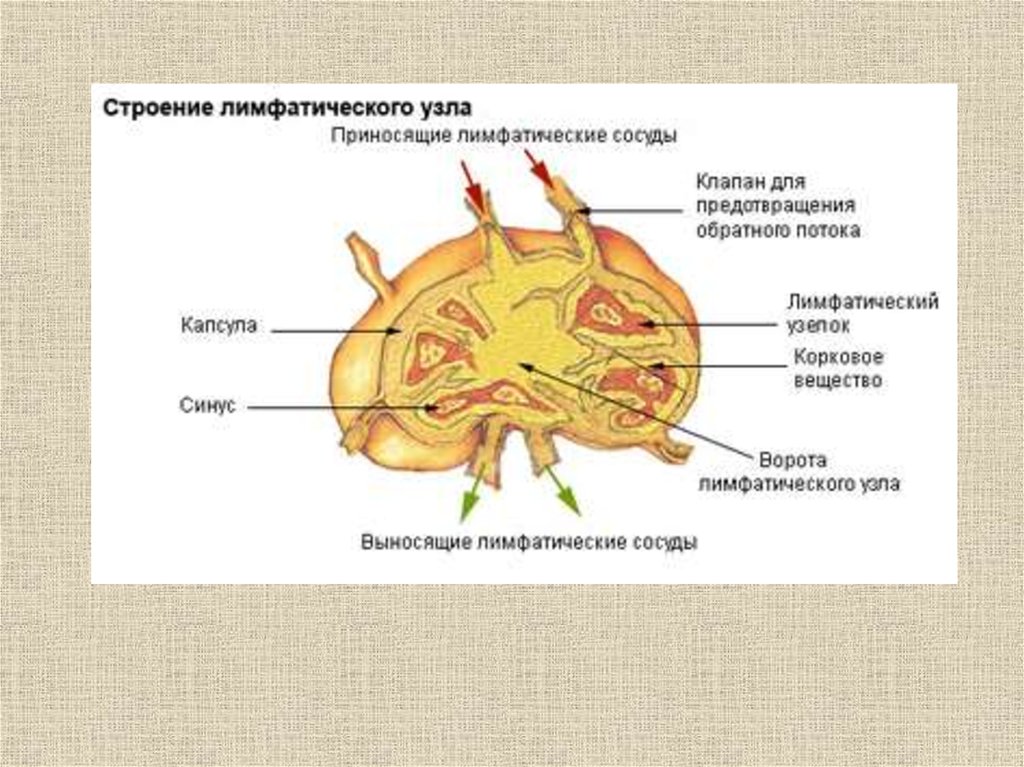 Нарисовать схему строения лимфатического узла и селезенки