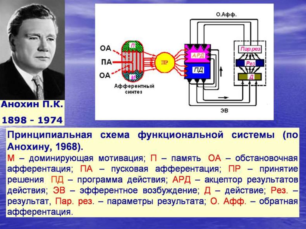 Автор теории функциональных систем. П К Анохин теория функциональных систем. Акцептор результата действия Анохин. Схема функциональной системы Анохин 1968. Анохин четыре блока функциональных систем.