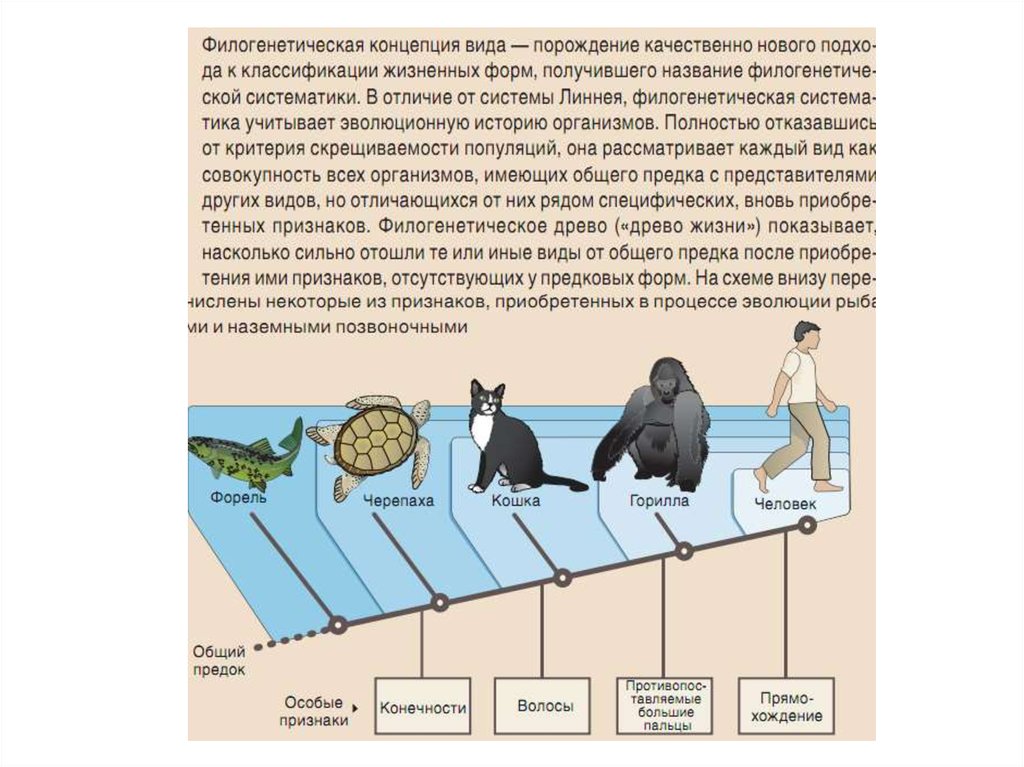 Общий предок растений. Развитие от общего предка это. Биотические факторы передачи возбудителя. Общий предок растений и животных. Общий предок человека и банана.