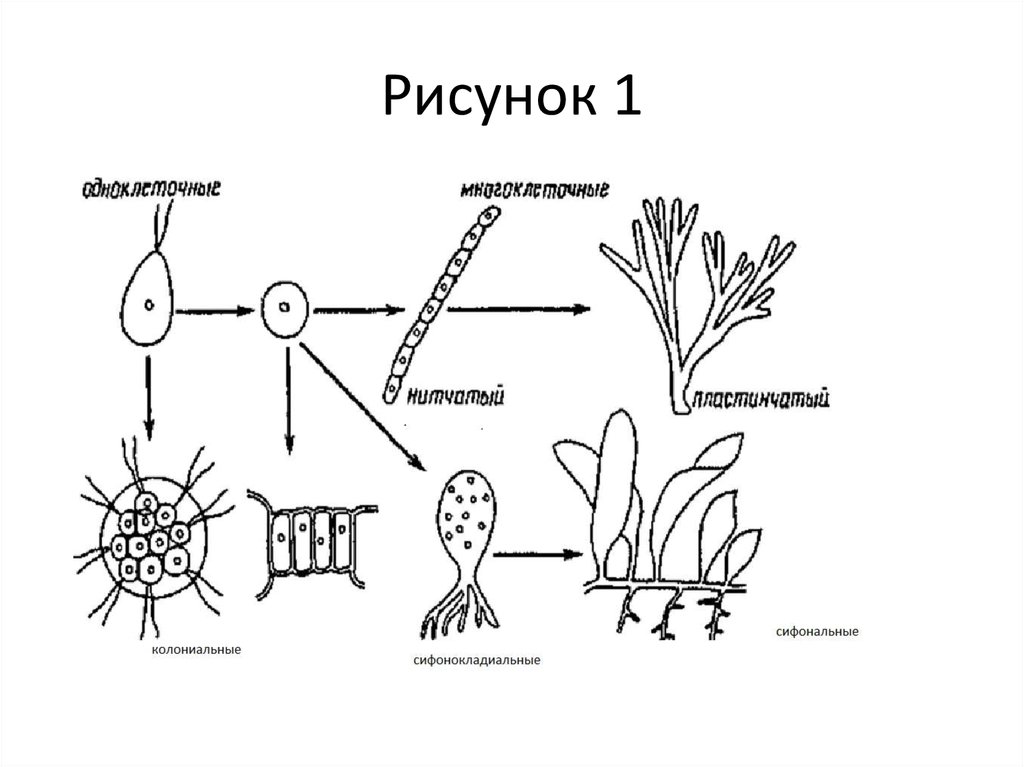 Размножение и развитие низших растений. Типы талломов водорослей. Типы структуры талломов водорослей. Формы организации таллома водорослей. Пластинчатый Тип таллома.