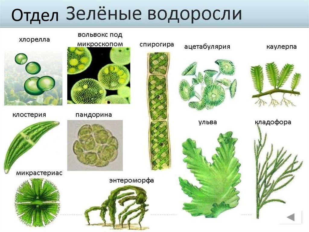 Характеристика водорослей - презентация онлайн