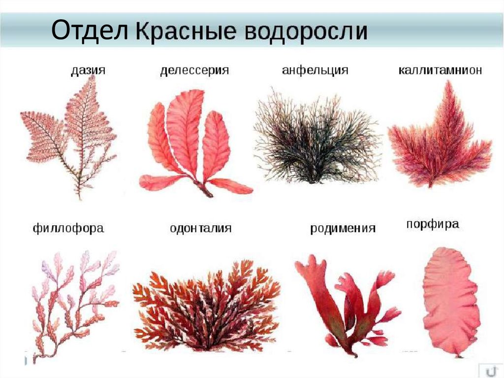 Характеристика водорослей - презентация онлайн