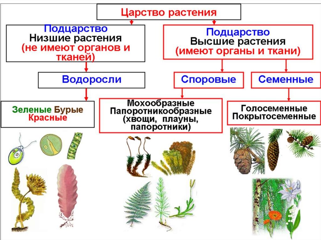 Характеристика водорослей - презентация онлайн