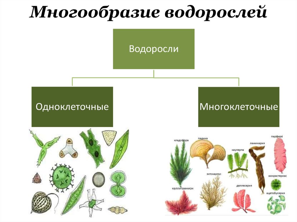 Водоросли типы растений. Водоросли одноклеточные и многоклеточные. Названия водорослей 5 класс биология. Водоросли одноклеточные и многоклеточные 5 класс. Многообразие многоклеточных водорослей.