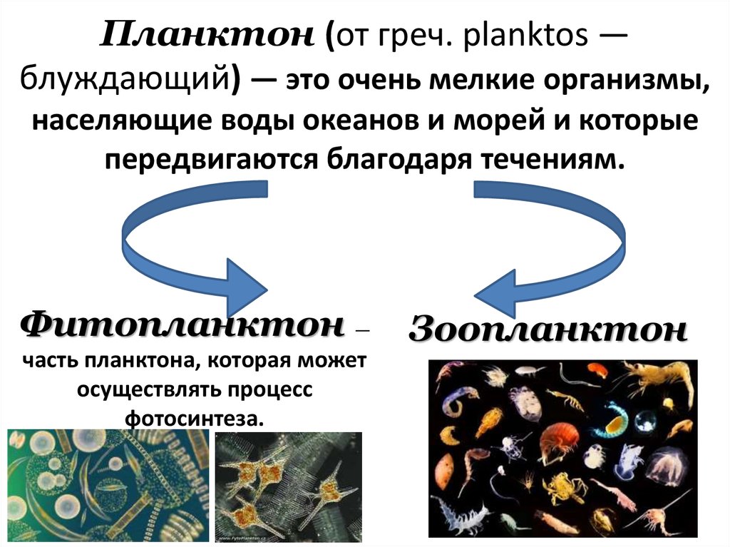 Планктон (от греч. planktos — блуждающий) — это очень мелкие организмы, населяющие воды океанов и морей и которые передвигаются
