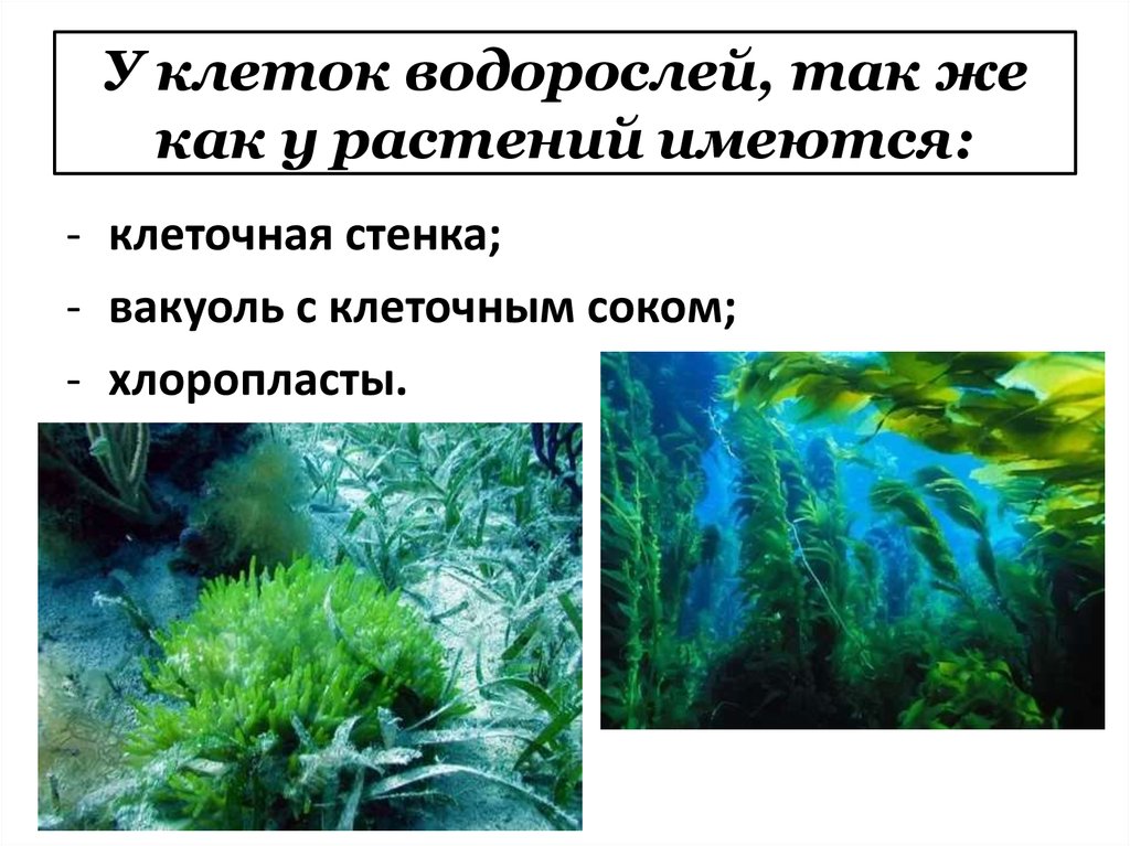 Свойства водорослей