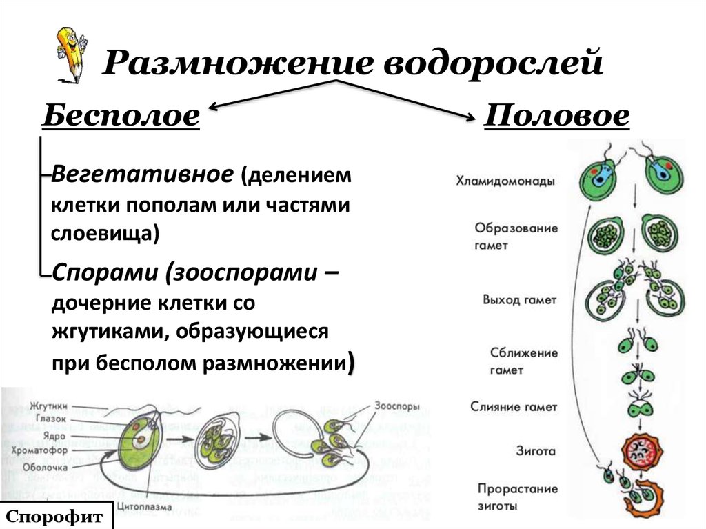 Дайте характеристику половому размножению растений. Размножение одноклеточных водорослей схема. Схема размножения водорослей 6 класс биология. Бесполое размножение водорослей схема. Размножение одноклеточных зеленых водорослей схема.