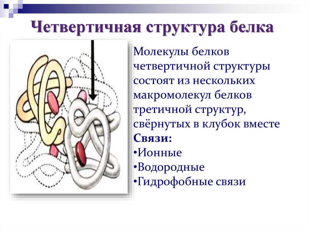 Четвертичная молекула белка. Четвертичная структура белка это структура. Четвертичная структура белковой молекулы. Четвертичная структура белка строение. Белки химия четвертичная структура.