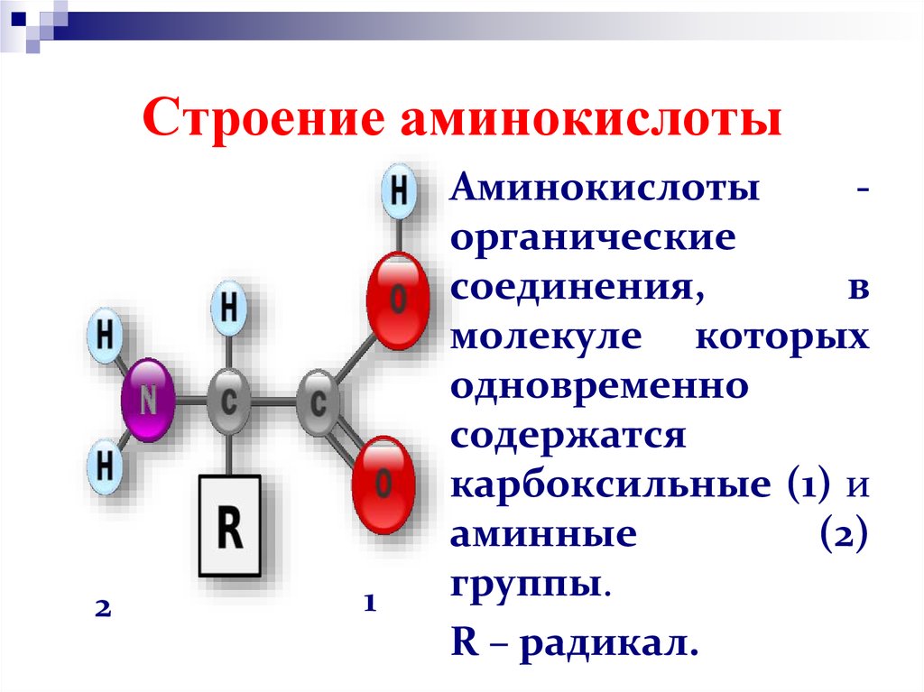 Аминокислоты имеют в молекуле. Схема строения молекулы аминокислоты. Химическое строение аминокислот. Строение молекулы аминокислоты. Строение, молекулы, классификация аминокислот.