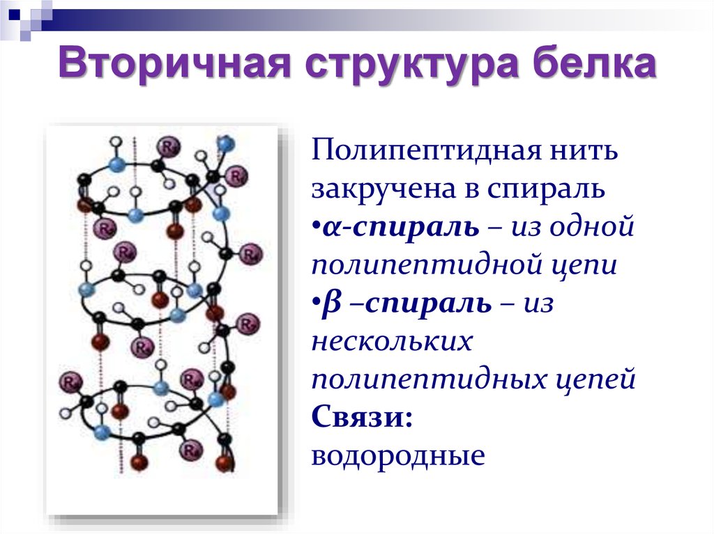 Схема какой структуры белка показана на рисунке