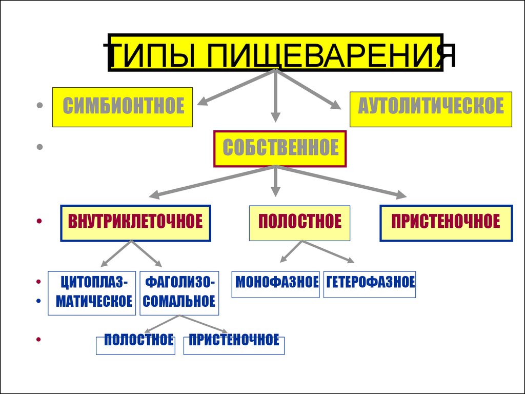 Типы пищеварения. Типы пищеварения схема. Типы пищеварения физиология. Основной Тип пищеварения у человека. Типы пищеварения по локализации физиология.