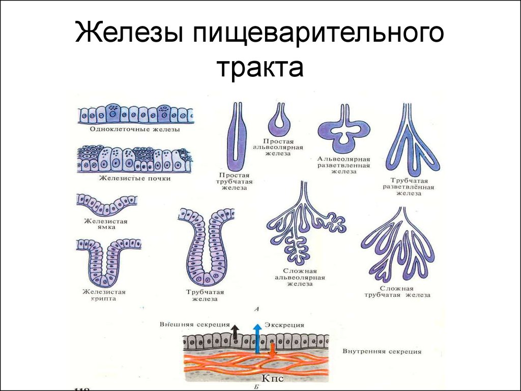 Крупные железы пищеварительного тракта рисунок