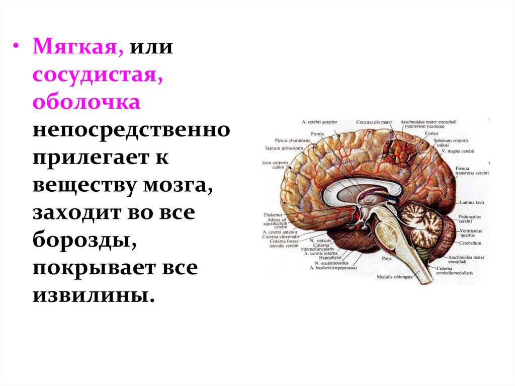 Сосудистая оболочка мозга. Анатомия и физиология головного мозга. Мягкая сосудистая оболочка мозга. Задний мозг. Непосредственно к веществу мозга прилежит оболочка.