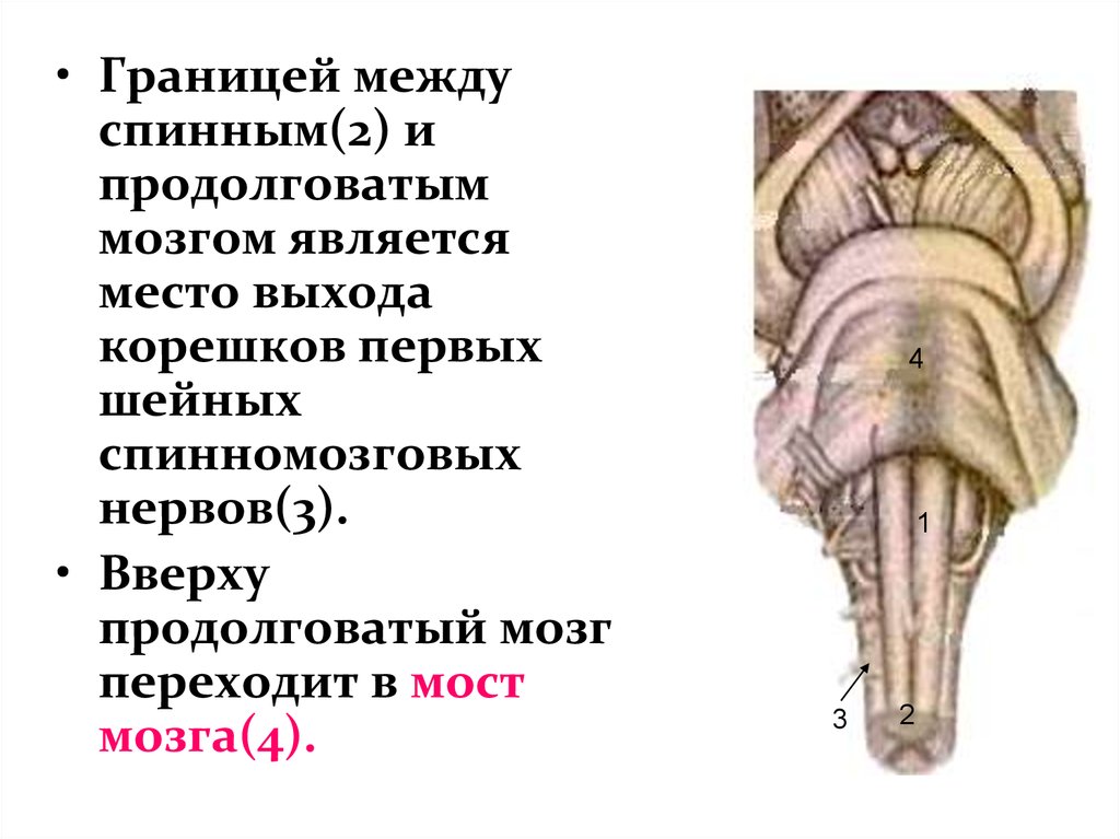 Спинной продолговатый мозг. Продолговатый мозг и спинной мозг. Граница продолговатого и спинного мозга. Граница между спинным и продолговатым мозгом. Граница между спинным и головным мозгом.