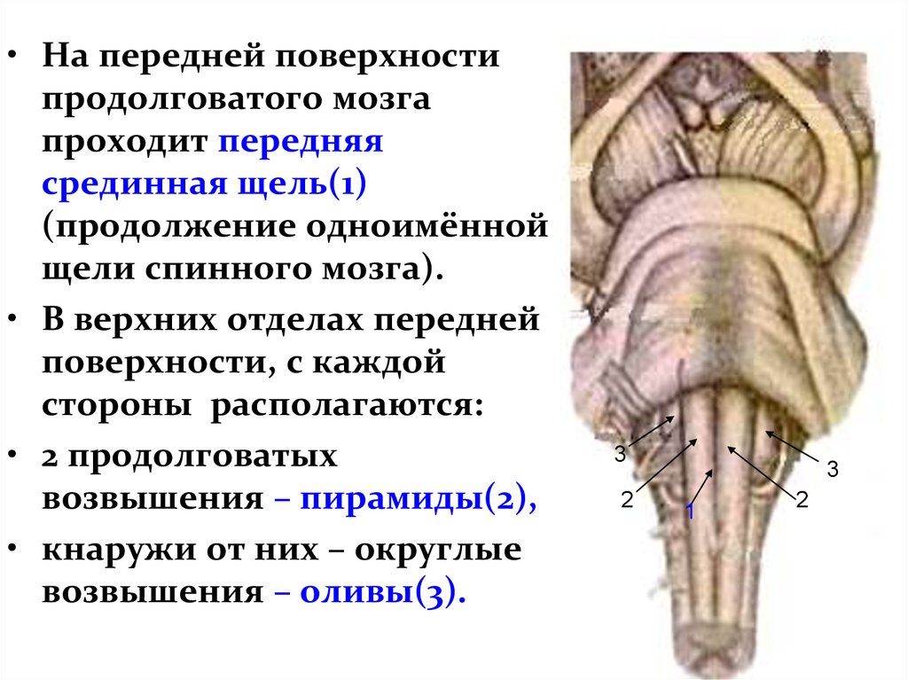 Капилляр щитовидной железы продолговатый мозг. Продолговатый мозг дорсальная поверхность строение. Перекрест пирамид продолговатого мозга. Продолговатый мозг анатомия строение.