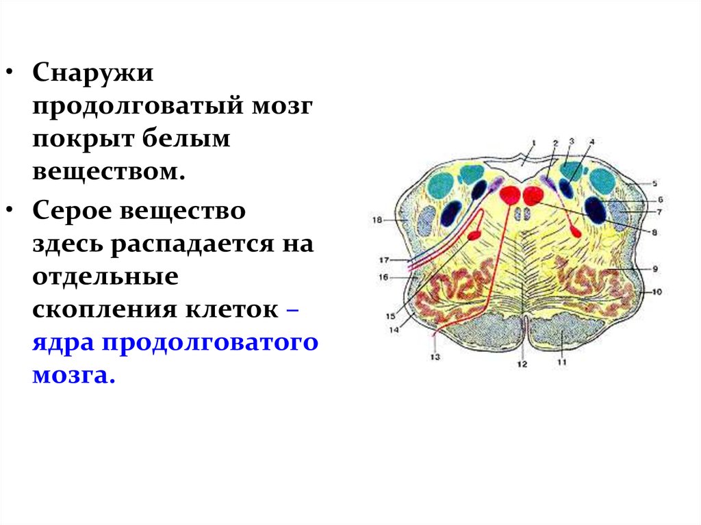 В продолговатом мозге расположены ядра. Ядра серого вещества продолговатого мозга схема. Серое и белое вещество продолговатого мозга схема. Функции белого вещества продолговатого мозга. Продолговатый мозг структура белого вещества.