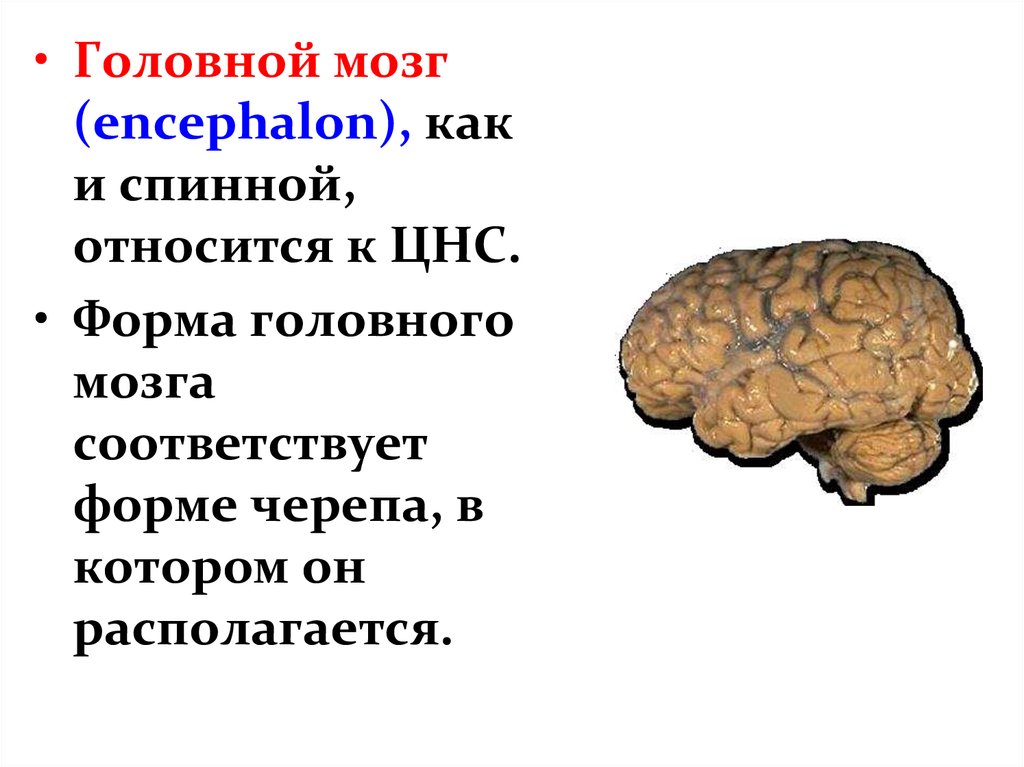 Физиология головного мозга презентация