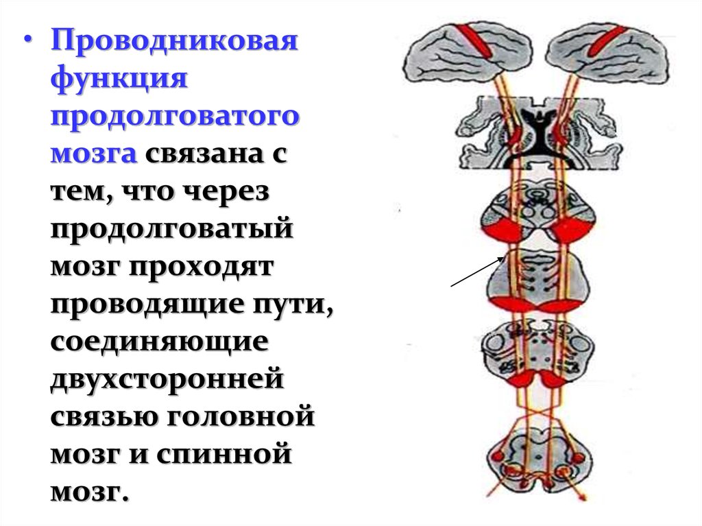 Рефлекторная функция продолговатого мозга. Проводниковая функция продолговатого мозга. Проводниковая функция спинного мозга схема. Проводящие пути продолговатого мозга функции.