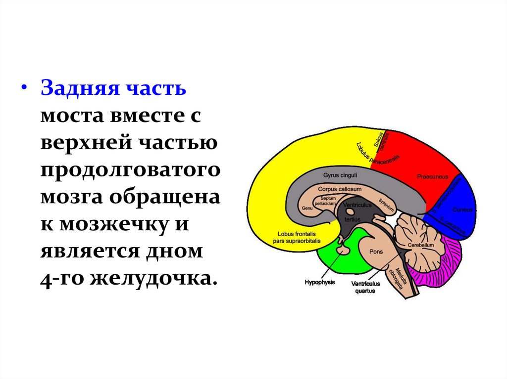 Задняя мозговая