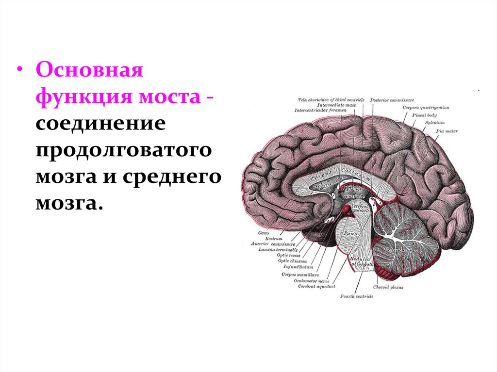 Выполняемые функции моста головного мозга. Функции моста заднего мозга. Задний мозг мост строение. Задний мозг мозг анатомия. Функции продолговатого мозга головного мозга.