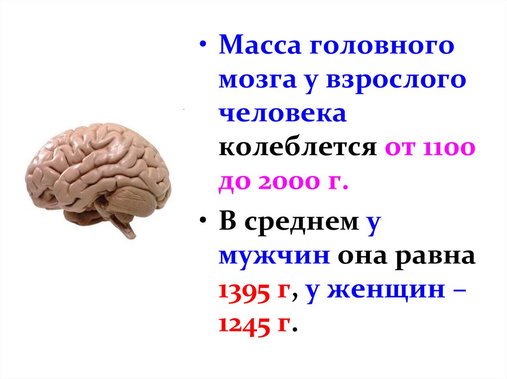 Сколько весит средний мозг