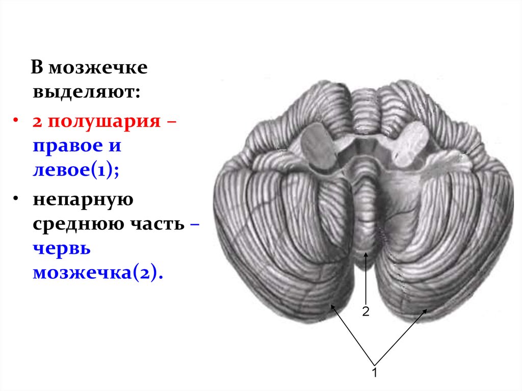 Строение мозжечка рисунок с подписями