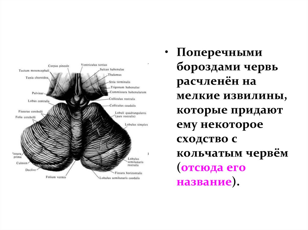 Задний мозг презентация