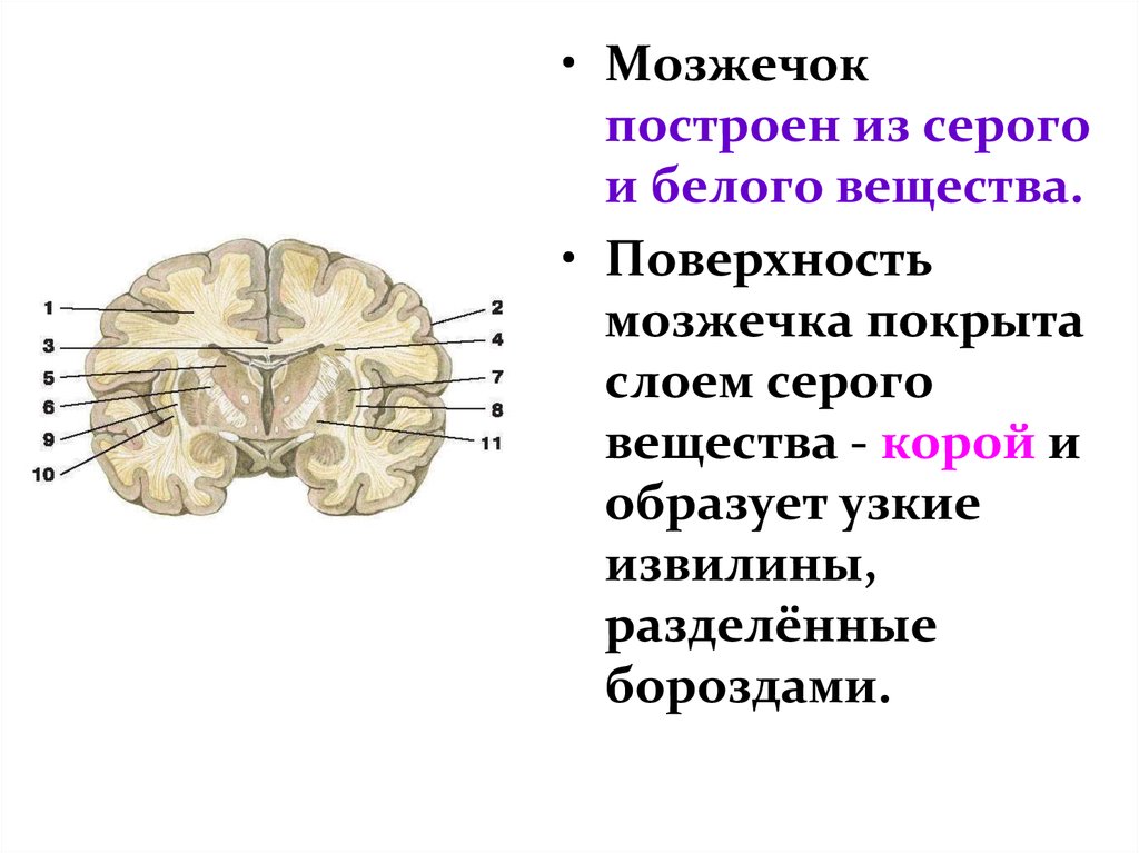 Ядра серого вещества мозжечка. Серое вещество заднего мозга мозжечка. Серое вещество мозжечка расположено. Серое и белое вещество головного мозга строение и функции. Мозжечок анатомия белое и серое вещество.