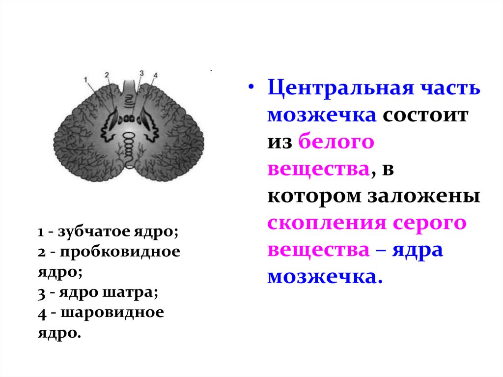 Ядра мозжечка. Ядра серого вещества мозжечка. Ядра белого вещества мозжечка. Зубчатое ядро мозжечка функции. Белое вещество мозжечка анатомия.