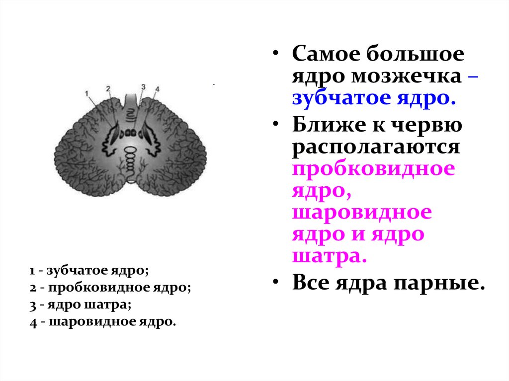 Ядра серого вещества мозжечка. Зубчатое ядро продолговатого мозга. Самое крупное ядро мозжечка. Серое вещество мозжечка. Зубчатое ядро мозжечка.