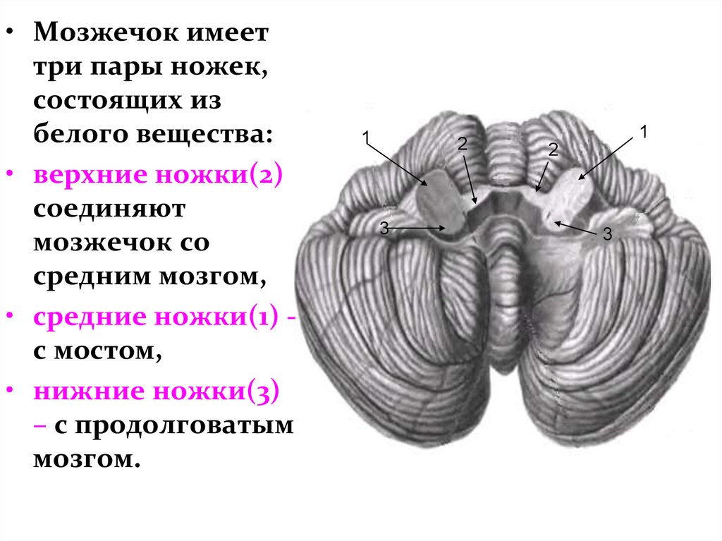 Задний мозг картинки