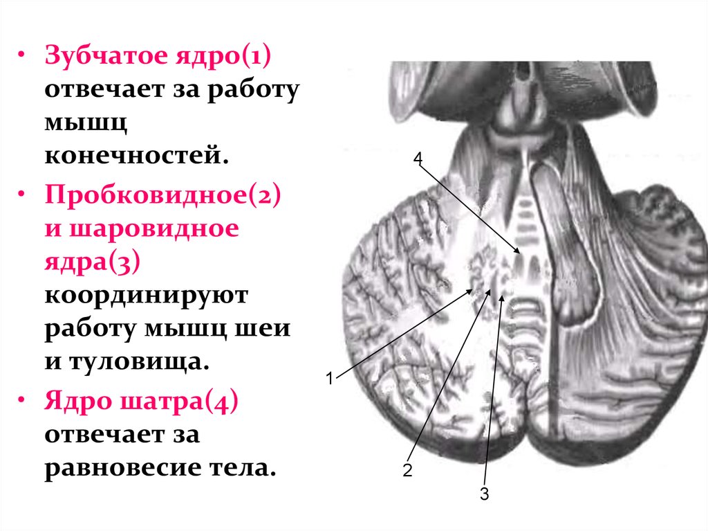 Зубчатое ядро