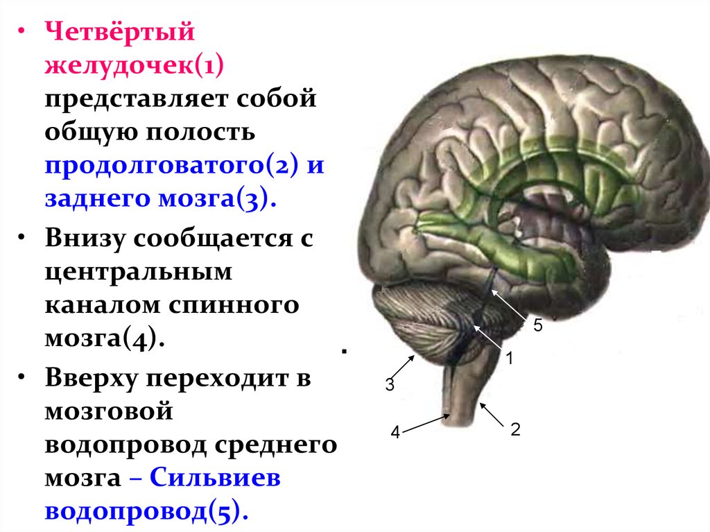Полости мозга заполнены. Полость заднего мозга представляет собой 1 и 2 желудочки. Задний мозг 4 желудочек. Полость 4 желудочка. Желудочки продолговатого мозга.