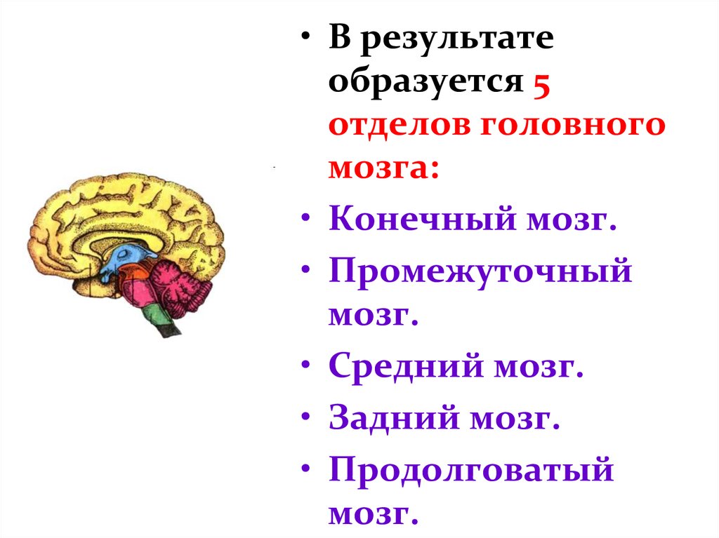 Задний мозг презентация анатомия