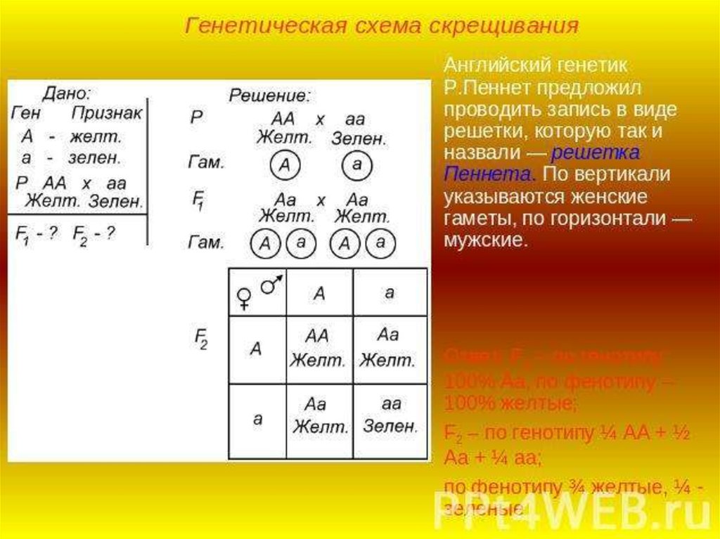 Запись схемы скрещивания