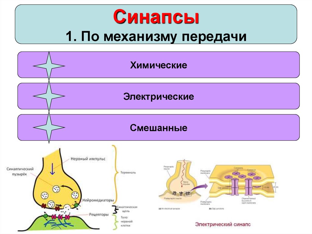 Химические и электрические синапсы. Электрические и смешанные синапсы. Химические электрические и смешанные синапсы. Классификация синапсов (электрические, химические, смешанные). Механизмы связи между нейронами: химические и смешанные синапсы.