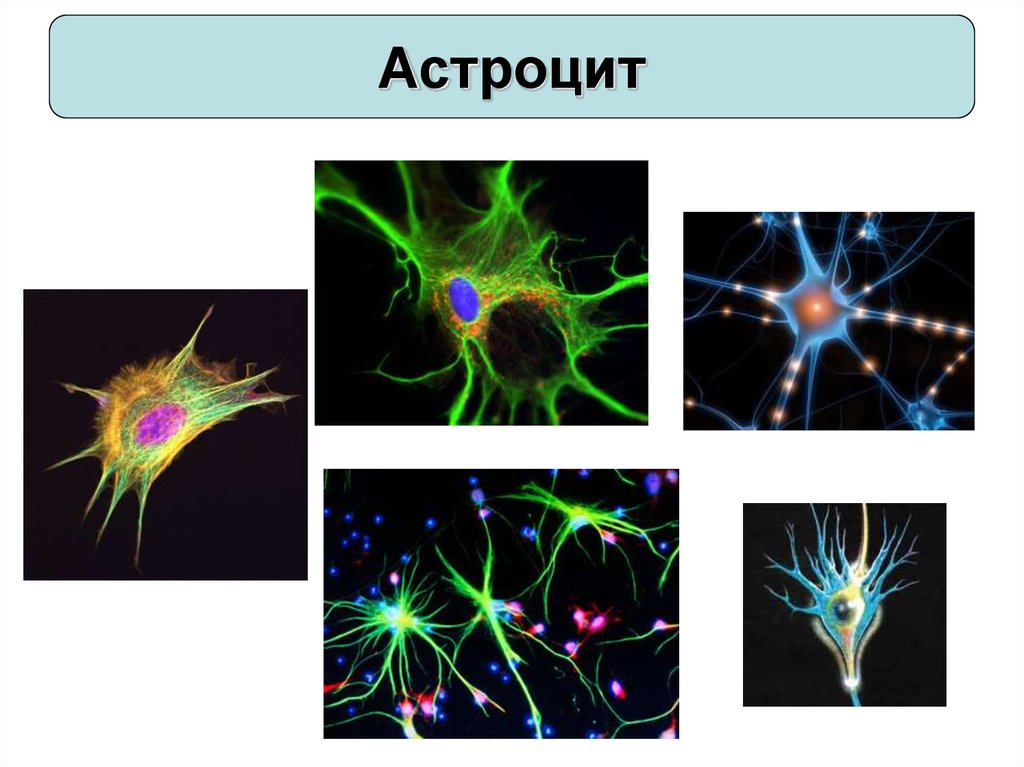 Астроциты. Астроцит. Астроциты восстановление. Астроциты гормон. Астроциты регенерация.