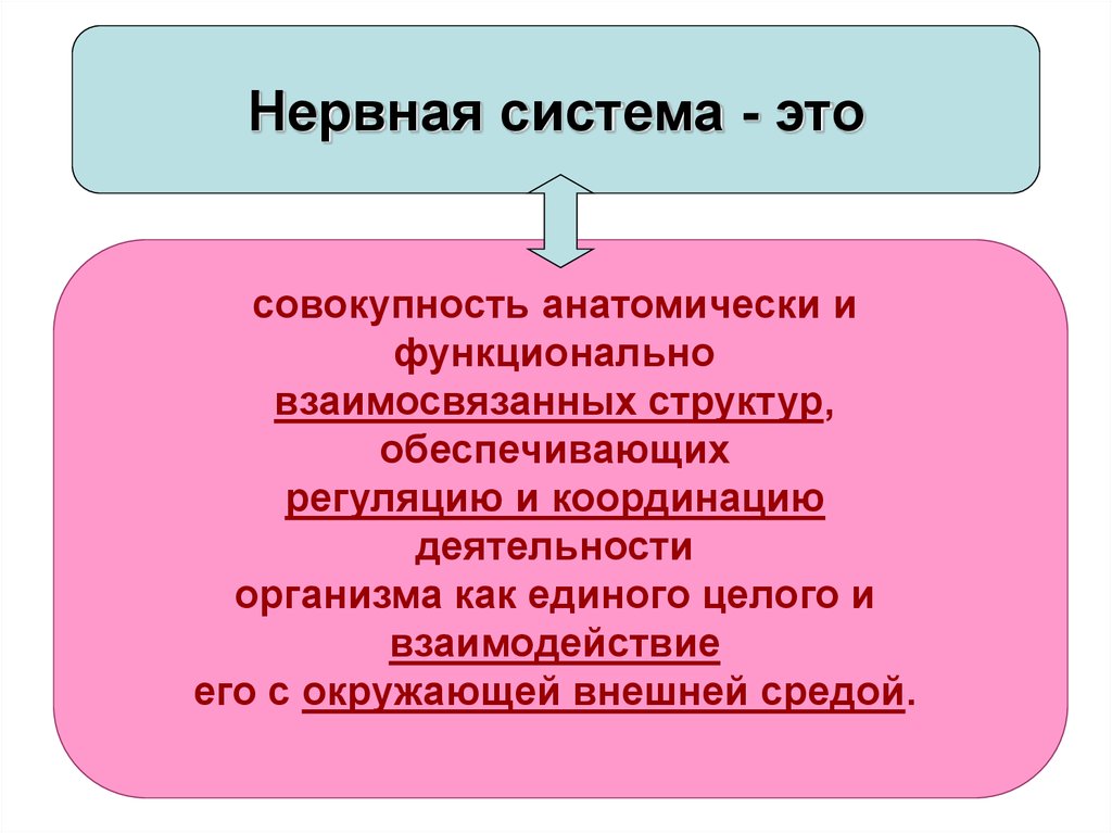 Гайворонский периферическая нервная система