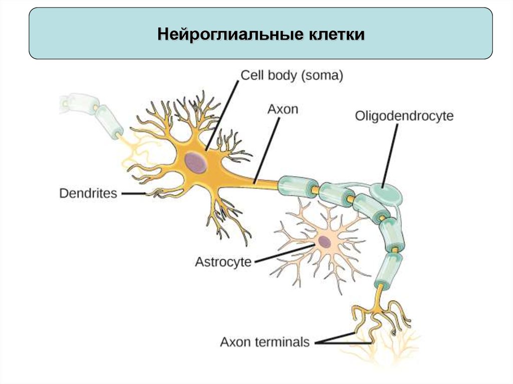 Ткань нейрона. Нейроны и клетки нейроглии. Нейрон и нейроглия рисунок. Нейроглиальная теория. Glial Cells.