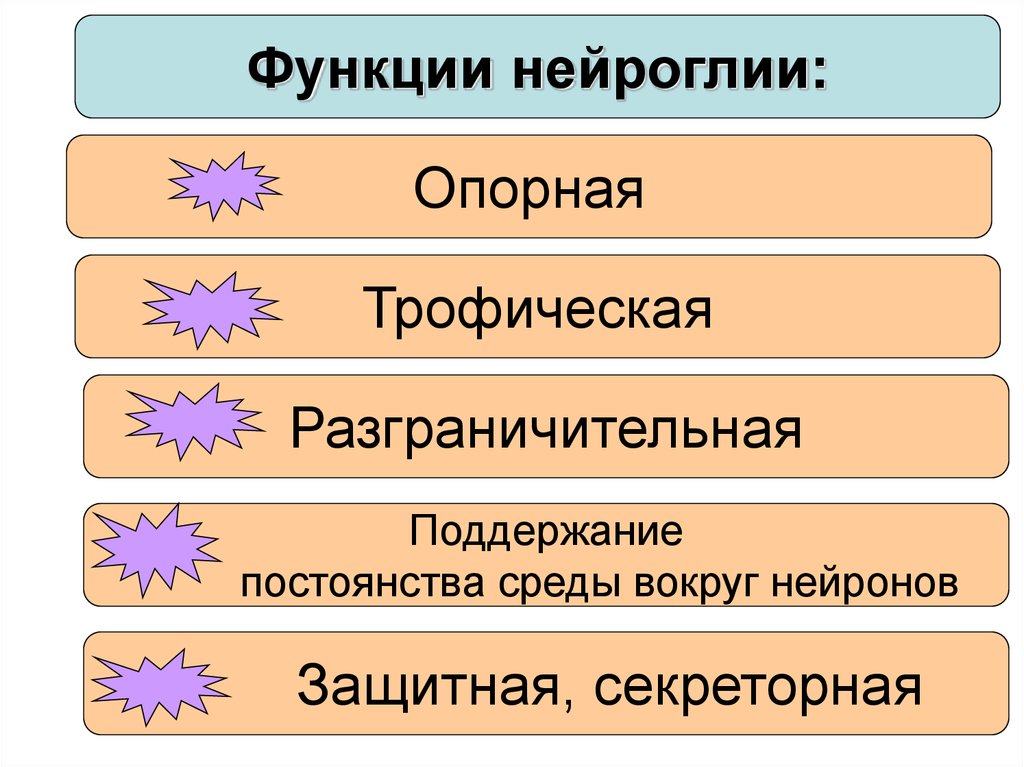 Функции нейроглии. Нейроглия и ее функции. Классификация нейроглии. Нейроглия выполняет функции.