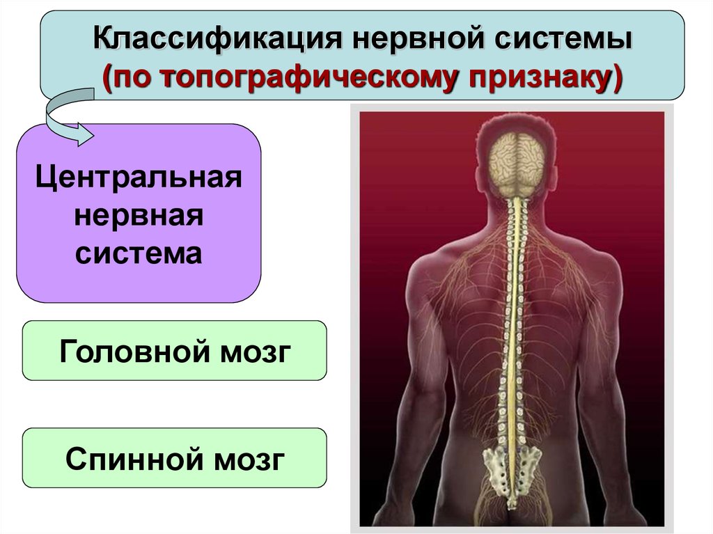 Схема классификации нервной системы