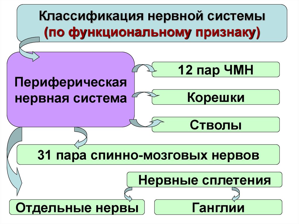 Классификация нервной системы